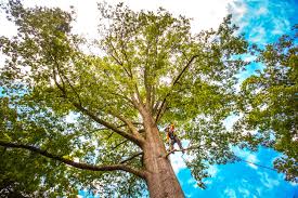 Trusted Woodall, OK Tree Services Experts