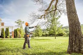 Best Tree Cabling and Bracing  in Woodall, OK