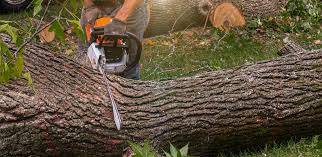 Best Firewood Processing and Delivery  in Woodall, OK