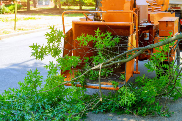 Best Tree Health Inspection  in Woodall, OK