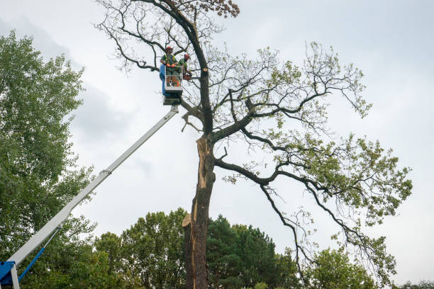 Best Tree Risk Assessment  in Woodall, OK