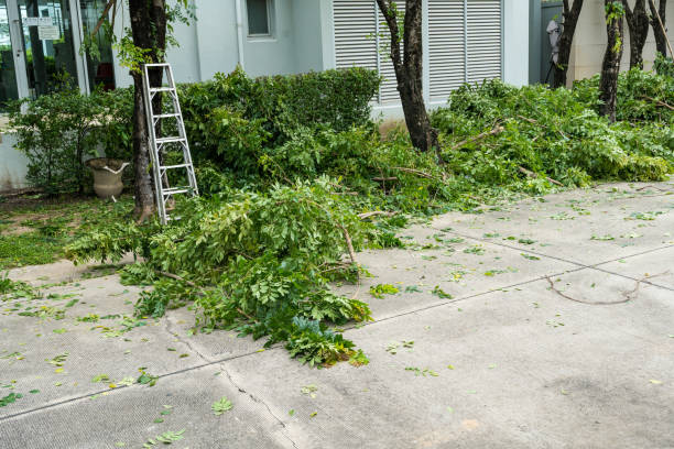 Organic Lawn Care Solutions in Woodall, OK