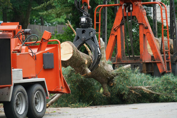 Tree and Shrub Care in Woodall, OK