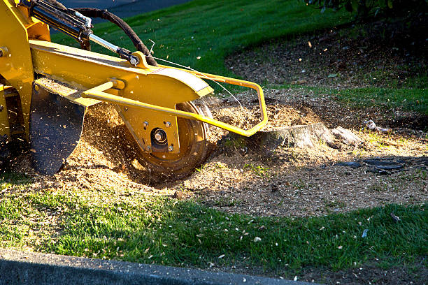 How Our Tree Care Process Works  in  Woodall, OK